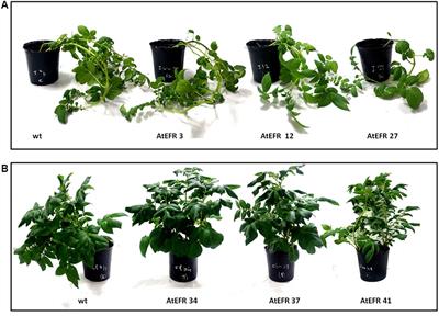 Enhanced Bacterial Wilt Resistance in Potato Through Expression of Arabidopsis EFR and Introgression of Quantitative Resistance from Solanum commersonii